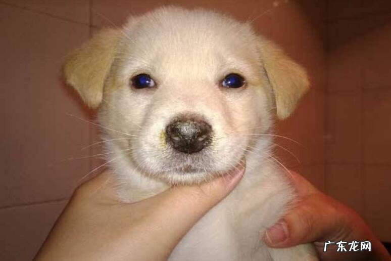 犬瘟前期应当如何治疗，都有什么症状