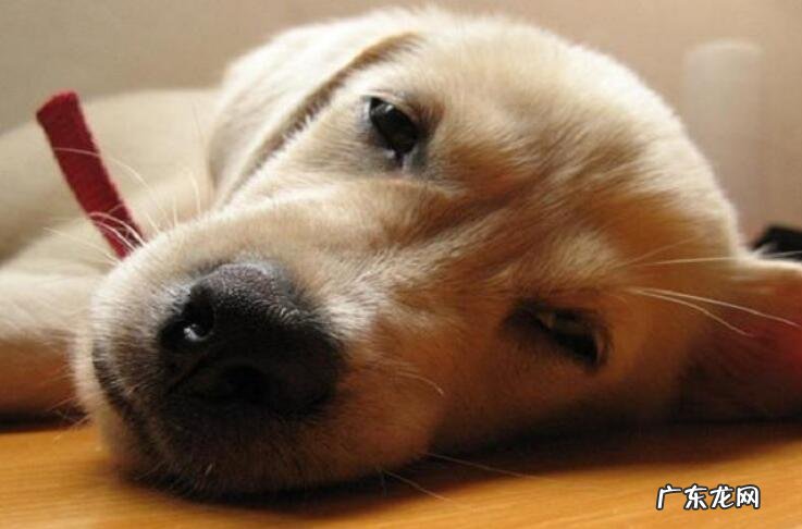 犬瘟前期应当如何治疗，都有什么症状