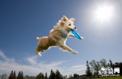 【犬埃利希氏体病状】犬埃利希氏体病缘故|确诊|防止及治疗方法