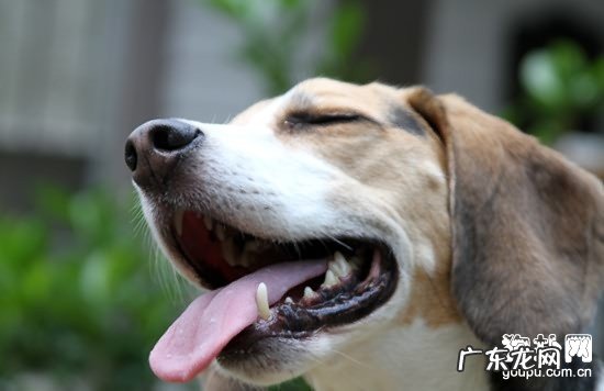 犬外耳炎的发病要素和症状表现