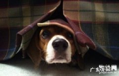 犬外耳炎的发病要素和症状表现