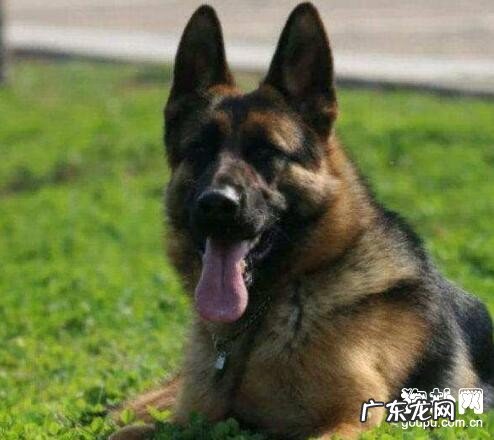 什么叫狗狗安乐死