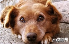 【小狗青光眼症状】犬青光眼缘故|确诊|防止及治疗方法