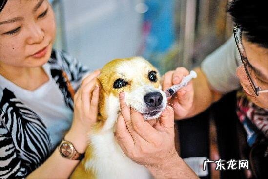 狗狗打针要多少钱?给狗狗打疫苗要留意些哪些？