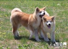 犬焦虫病病症及治疗方法