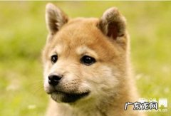 犬螨病状及治疗方法