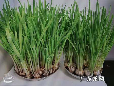 春季绿叶菜家常食谱推荐