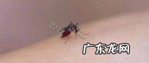 寄生虫的危害及预防