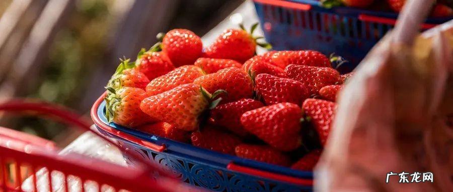 草莓是有价值的好水果吗?