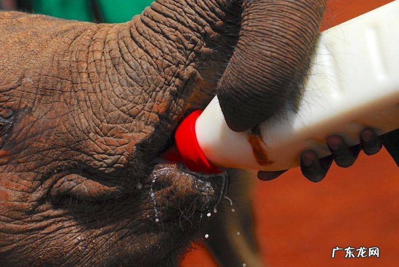 如何顺利”开奶”,让宝宝吃到最珍贵的初乳