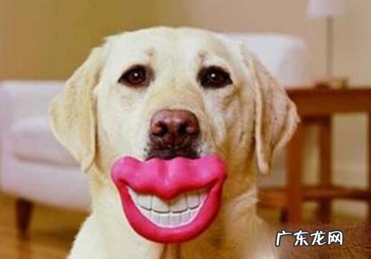 小狗牙龈发炎如何治疗,初学者父母必读!