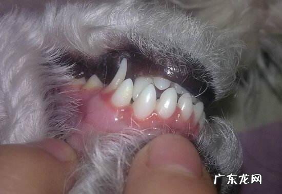 小狗牙龈发炎如何治疗,初学者父母必读!