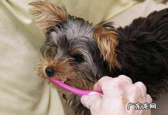 小狗牙龈发炎如何治疗,初学者父母必读!