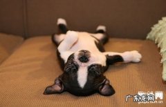 【小狗尿结石症状】犬尿结石原因|确诊|防止及治疗方法