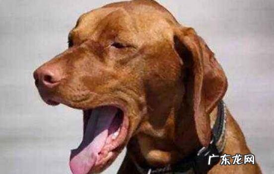 小狗狗咳嗽怎么办,狗狗咳嗽应当吃什么中药