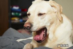 小狗狗咳嗽怎么办，狗狗咳嗽应当吃什么中药