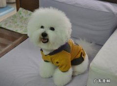 狗狗翻肠子该怎么办【病症及治疗方法】