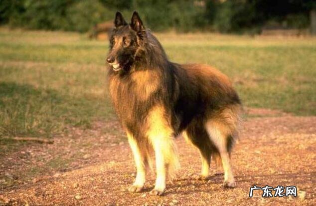 狗狗翻肠子该怎么办【病症及治疗方法】