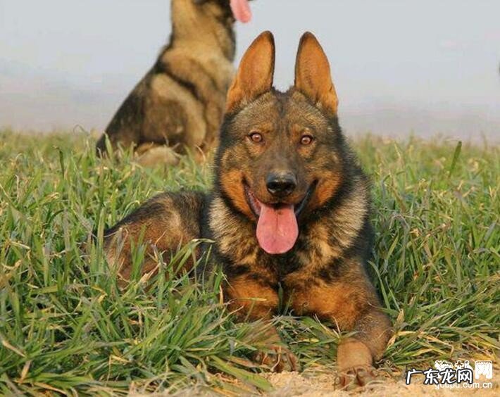 小狗大便出血的三个普遍缘故