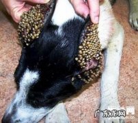 【蜱虫狗病症】狗蜱虫病缘故|确诊|防止及治疗方法