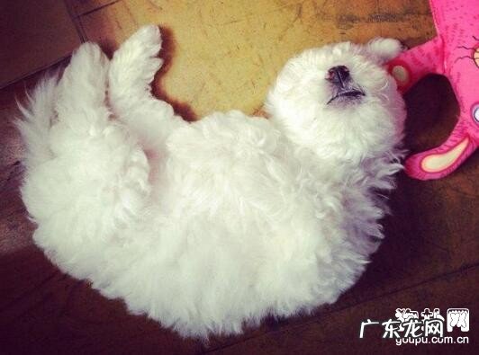 狗狗发烧有什么症状?