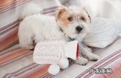 小狗发烧有哪些症状，狗狗发烧的4个症状表现