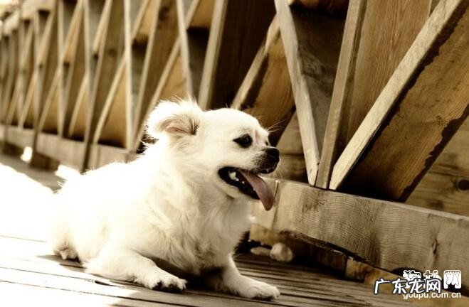 【小狗铅中毒症状】犬铅中毒症状缘故|确诊|防止及治疗方法