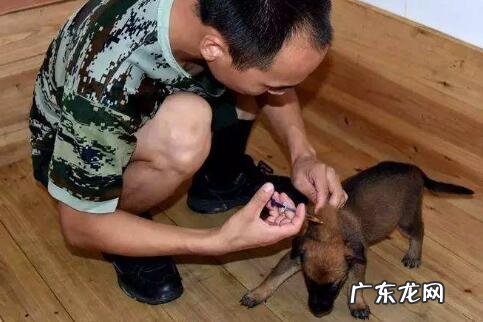 小狗不配合注射该怎么办?给狗狗打针服药的恰当方式