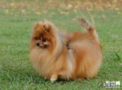 狗狗打喷嚏是否由于感冒发烧呢？