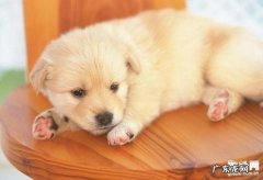 狗狗生病前有什么症状，狗狗生病前的七个预兆