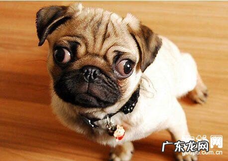 小狗得感染性急性支气管炎该怎么办