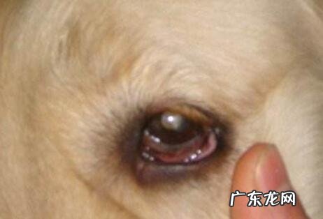 狗狗结膜炎有什么症状,用什么药好