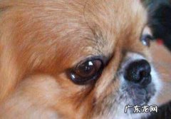 狗狗结膜炎有什么症状，用什么药好