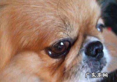 狗狗结膜炎有什么症状,用什么药好