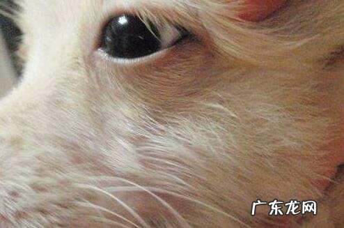 狗狗结膜炎有什么症状,用什么药好