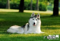 如何协助金毛减肥瘦身？