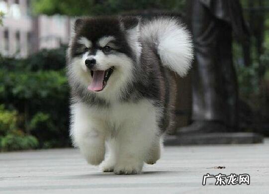 阿拉斯加犬恶心呕吐吃什么中药,三种状况有所差异