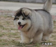 阿拉斯加犬恶心呕吐吃什么中药，三种状况有所差异