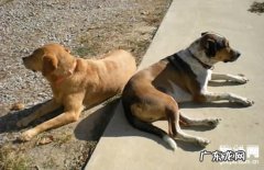 【小狗尿崩症病症】犬尿崩症缘故|确诊|防止及治疗方法