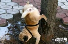 【小狗尿路感染病症】犬尿路感染缘故|确诊|防止及治疗方法