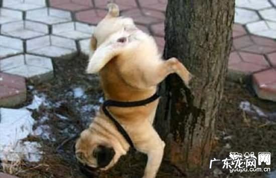 【小狗尿路感染病症】犬尿路感染缘故|确诊|防止及治疗方法