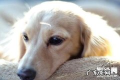 如何判断小狗健不健康？