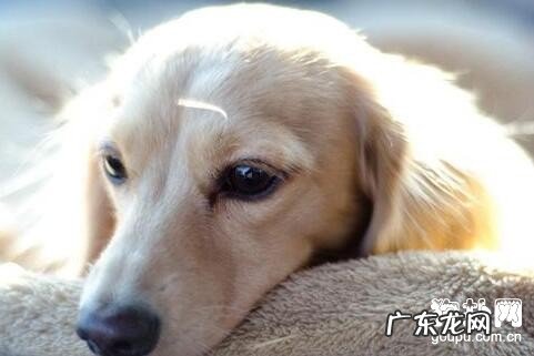 如何判断小狗健不健康？