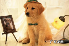 刚买的狗狗拉稀还吐，刚买的狗拉稀恶心呕吐应该怎么办