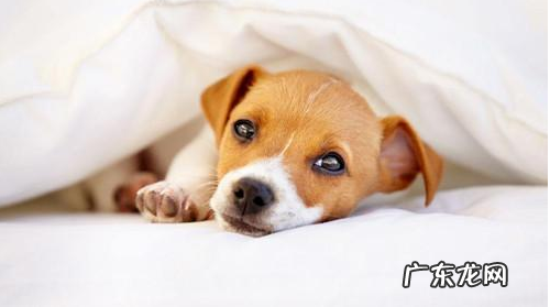 刚买的狗狗拉稀还吐,刚买的狗拉稀恶心呕吐应该怎么办