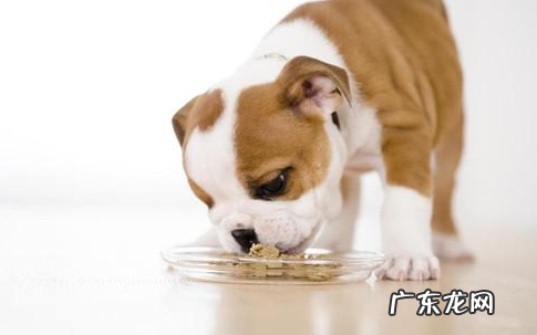 刚买的狗狗拉稀还吐,刚买的狗拉稀恶心呕吐应该怎么办