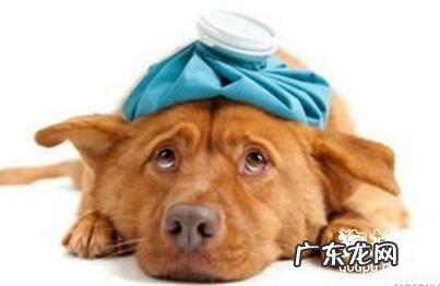 患了犬瘟的狗狗吃什么食材好?