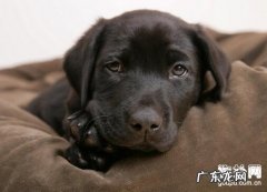 怎么预防小狗得了传染性疾病？