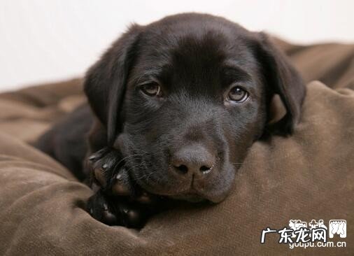 怎么预防小狗得了传染性疾病?