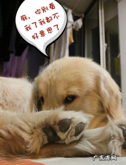 小狗狗“脚气脚臭”并并不是先天,是猫奴这一件事儿没确保位!